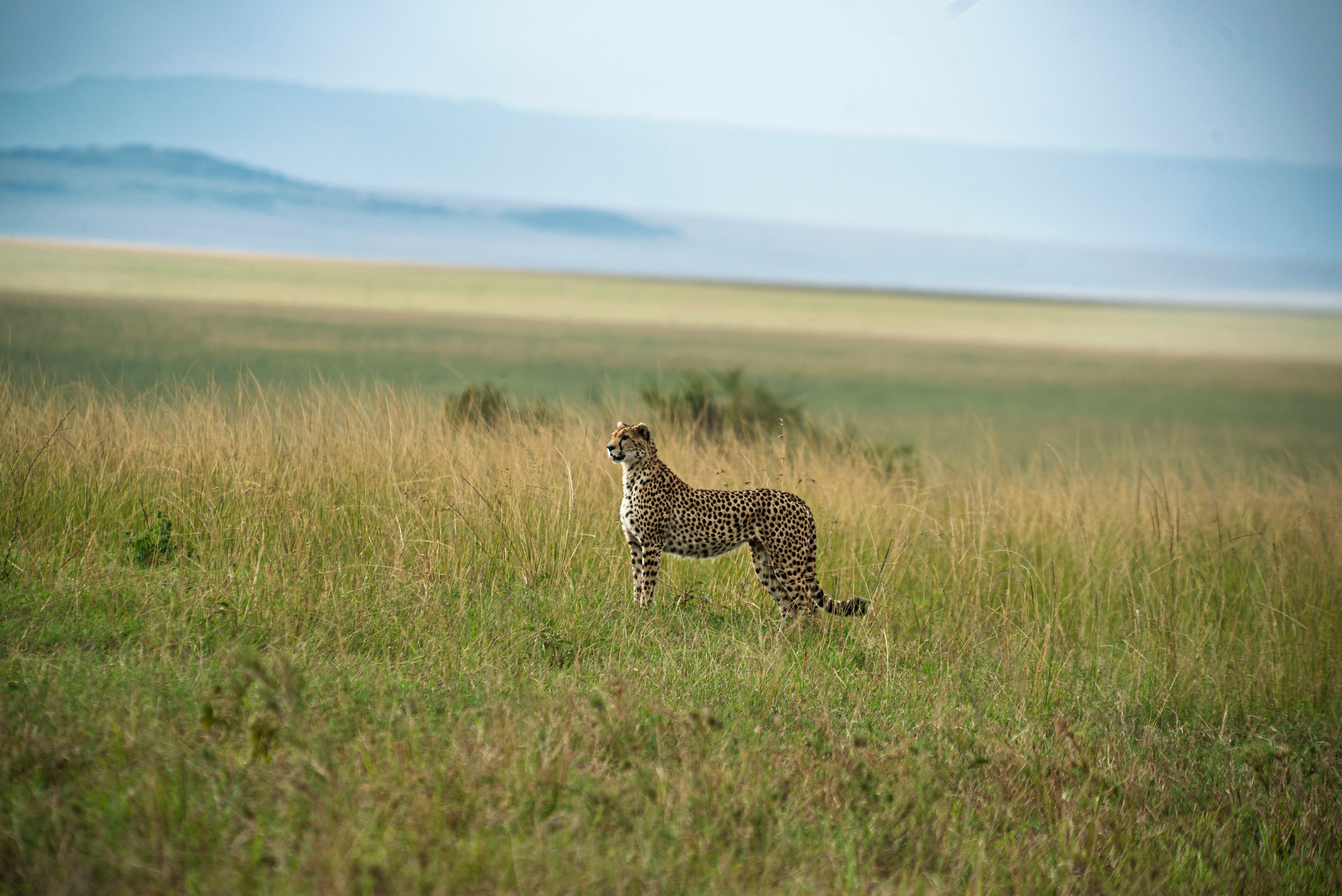 Cheetah Savannah Kenya
